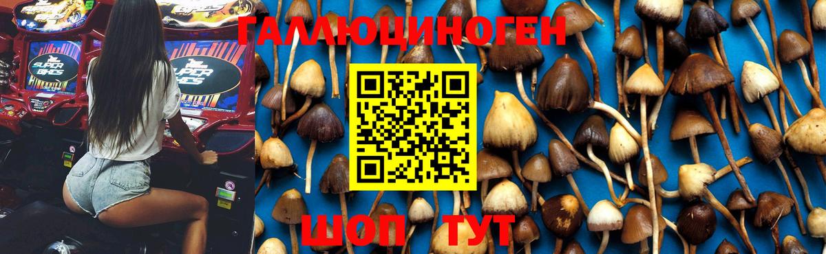 купить наркотики сайты  Прохладный  Галлюциногенные грибы Psilocybe 